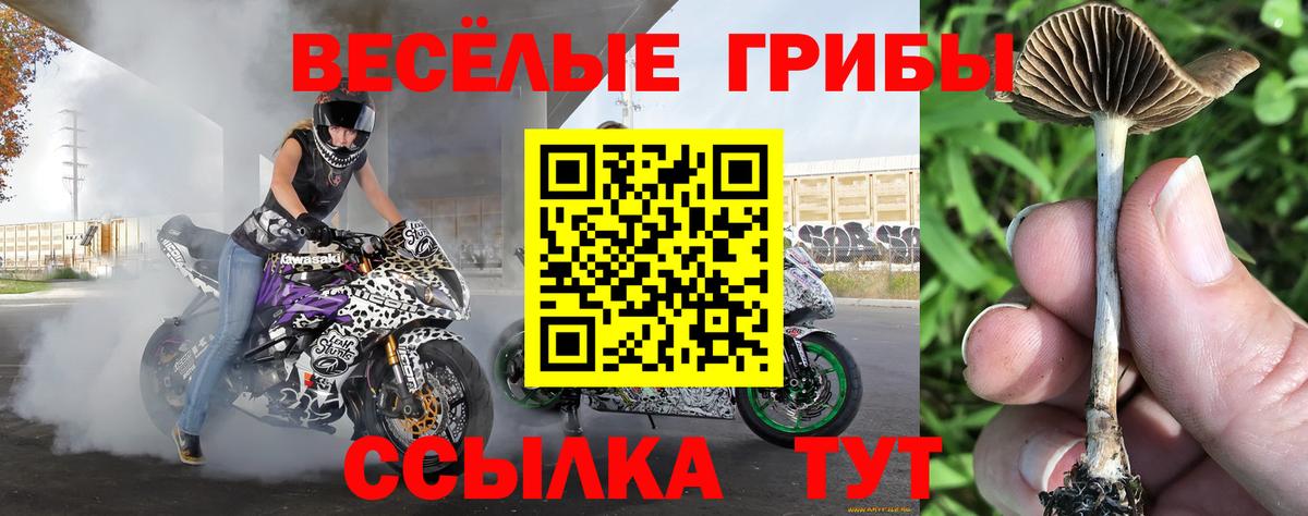 Псилоцибиновые грибы Cubensis Пыть-Ях